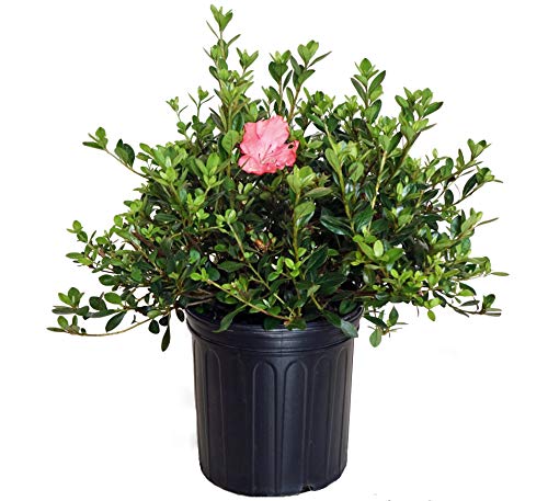 Joseph Hill Evergreen Azalea