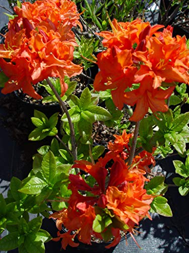 Mandarin Lights Azalea