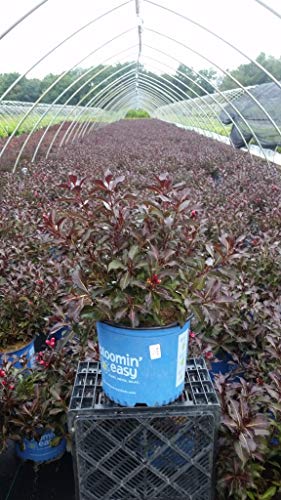 Electric Love® Weigela