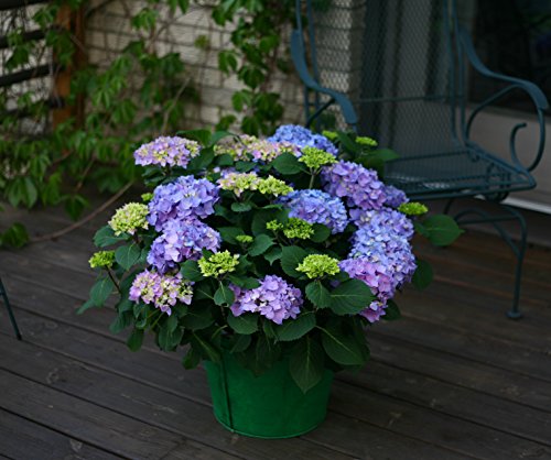 Let's Dance® Rhythmic Blue® Hydrangea