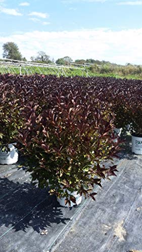 Wine & Roses® Weigela