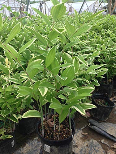 Variegated Solomon's Seal