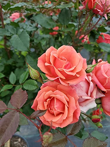 Knockout Roses Care