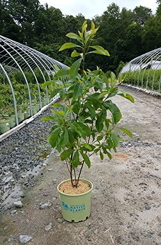 Franklin Tree