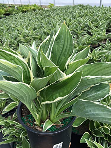 Francee Hosta