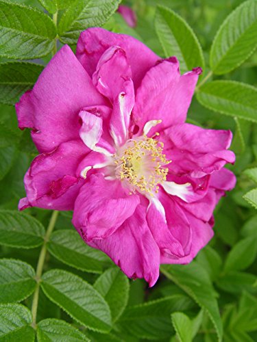 Purple Pavement Rose