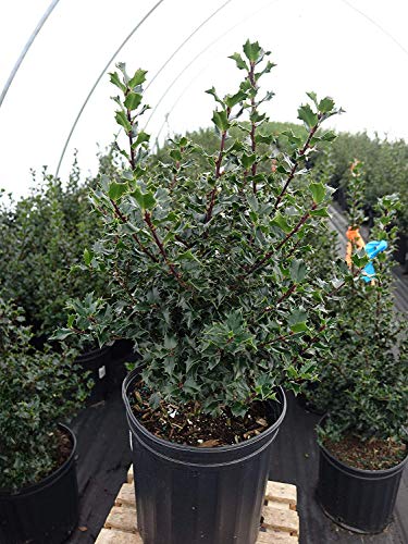 Red Beauty Holly