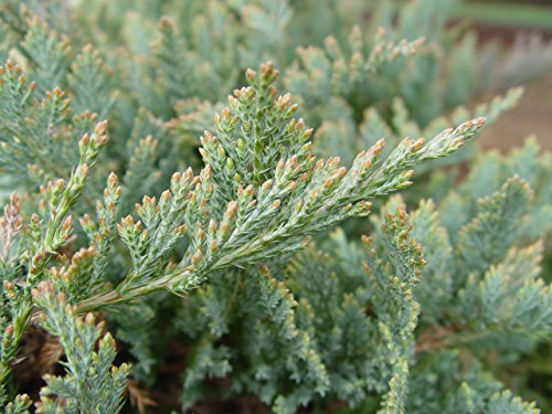 Blue Chip Creeping Juniper