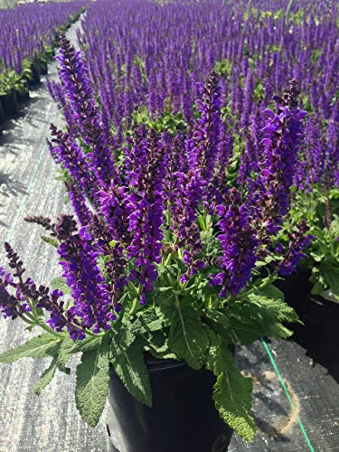 May Night Meadow Sage