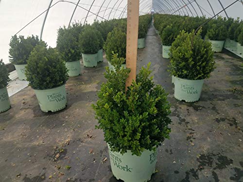 Cranberry Creek Boxwood