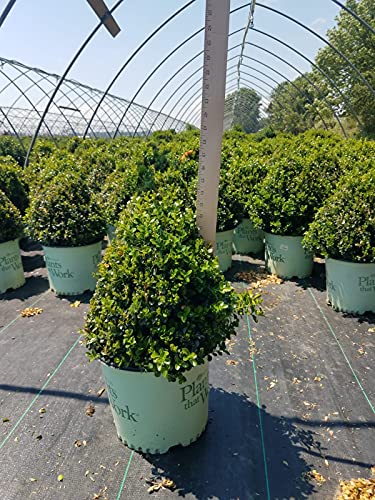 Cranberry Creek Boxwood