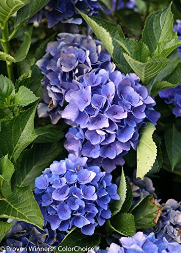 HYDRANGEA M CL `VENICE`