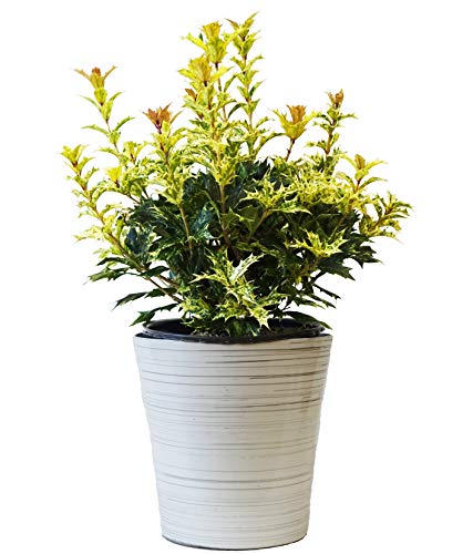 Goshiki False Holly - White Birch Holiday Pot