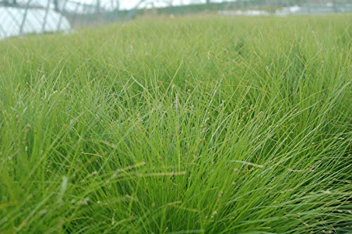 Appalachian Sedge