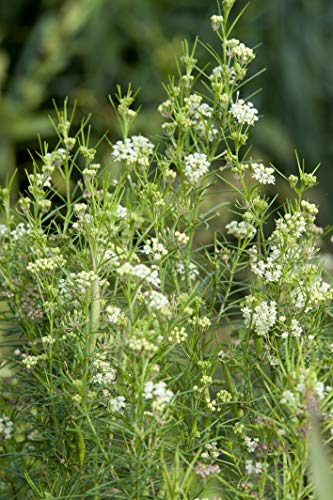 Whorled Milkweed