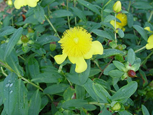 Sunburst St. John's Wort