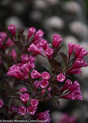 Wine & Roses® Weigela