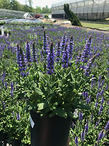 Blue Hill Wood Sage