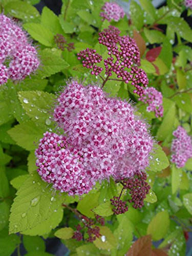 Double Play® Big Bang™ Spirea