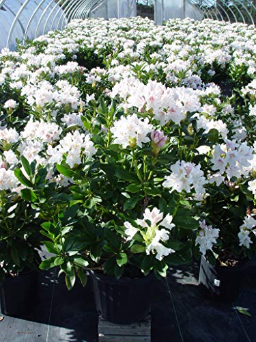 Cunningham White Rhododendron
