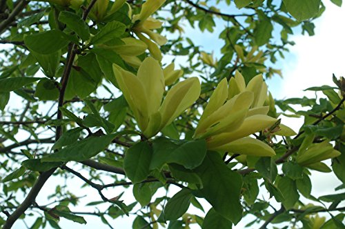 Butterflies Magnolia