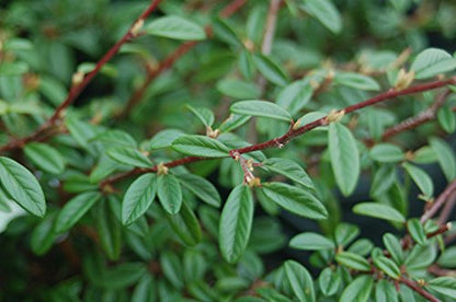 Willowleaf Cotoneaster