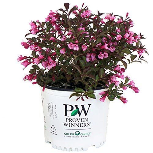 Fine Wine® Weigela