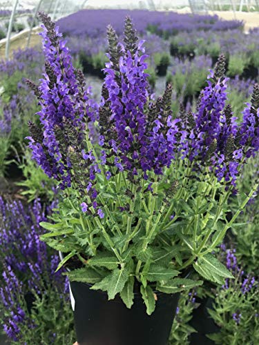 Marcus Meadow Sage