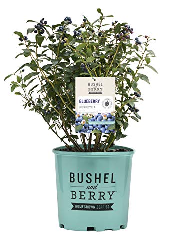 Perpetua® Blueberry