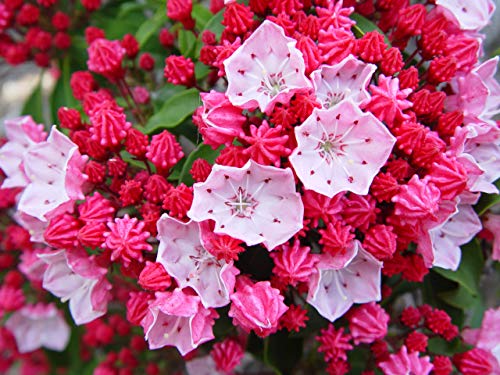 Nathan Hale Mountain Laurel