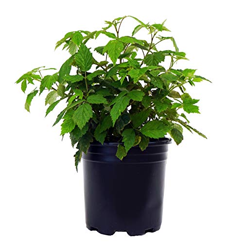 Carolina Raspberry Tree Carolina Raspberry – Green Promise Farms
