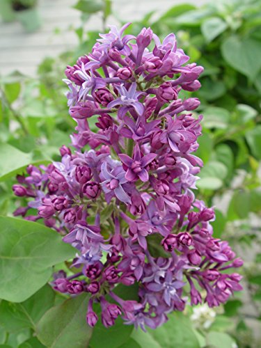 Royal Purple Lilac