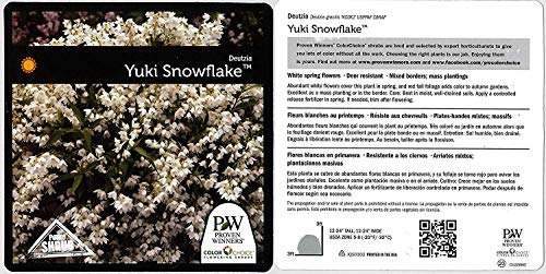 Yuki Snowflake® Deutzia