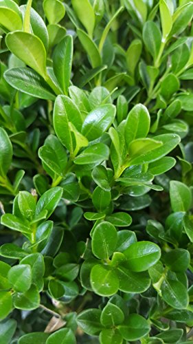 Winter Gem Boxwood