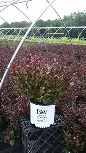 Wine & Roses® Weigela