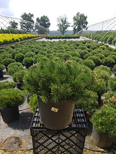 Dwarf Mugo Pine