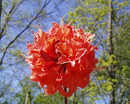 Gibraltar Azalea