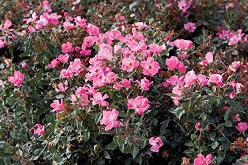 Pink Knock Out® Rose