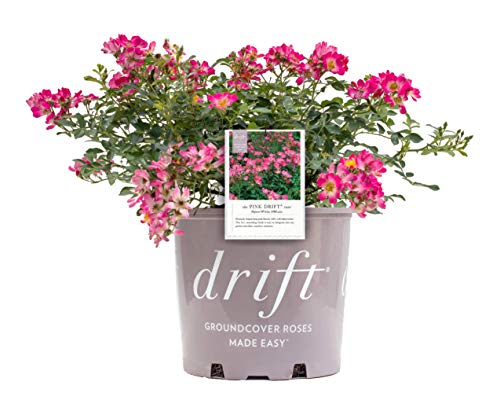 Pink Drift® Rose