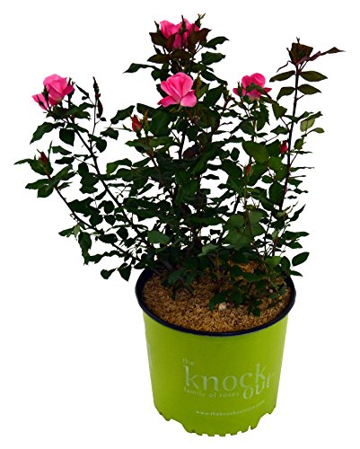 Pink Knock Out® Rose