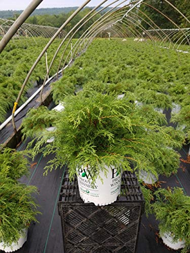 Celtic Pride® Siberian Cypress