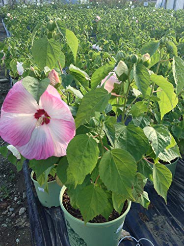 Rose Mallow