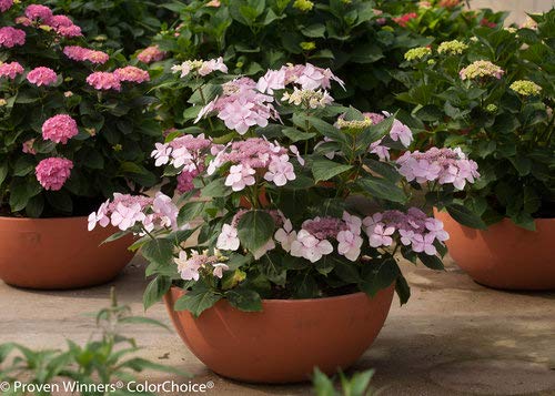 Let's Dance® Diva! Reblooming Hydrangea