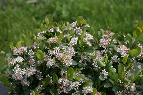 Low Scape Mound&#8482; Aronia