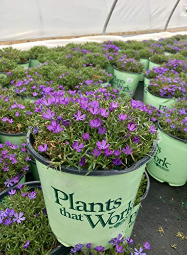 Violet Pinwheels Creeping Phlox