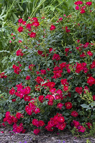 Red Drift® Rose