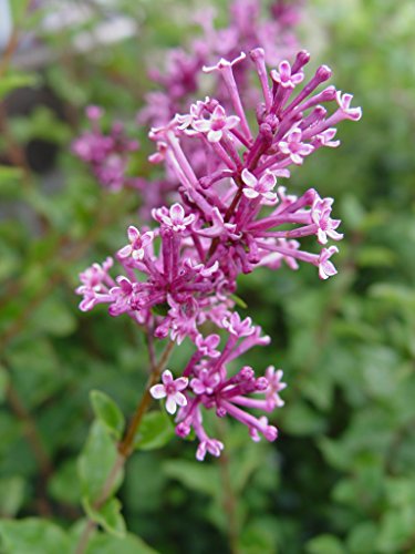 Bloomerang® Purple Reblooming Lilac