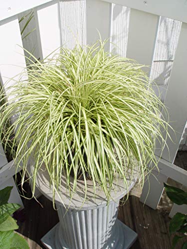 Evergold Variegated Japanese Sedge