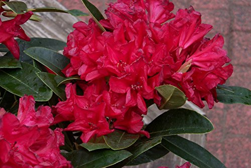 Rangoon Rhododendron