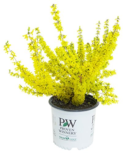 Show Off® Starlet Forsythia